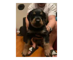 4 fullblooded Rottweiler puppies available - 8
