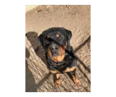 4 fullblooded Rottweiler puppies available - 10