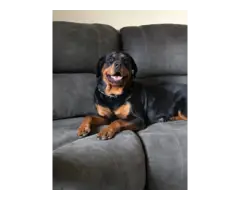 4 fullblooded Rottweiler puppies available - 11