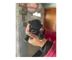 4 boy and 1 girl Miniature Schnauzer puppies for sale