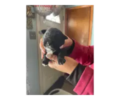 4 boy and 1 girl Miniature Schnauzer puppies for sale - 5