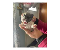 4 boy and 1 girl Miniature Schnauzer puppies for sale - 6