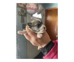4 boy and 1 girl Miniature Schnauzer puppies for sale - 7