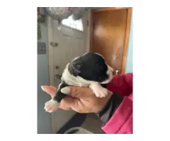 4 boy and 1 girl Miniature Schnauzer puppies for sale - 8