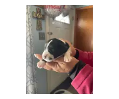 4 boy and 1 girl Miniature Schnauzer puppies for sale - 9