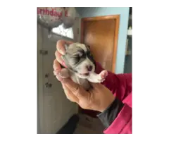 4 boy and 1 girl Miniature Schnauzer puppies for sale - 10