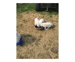 3 Komondor pups for sale