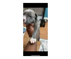 Blue and Brindle Pitbull puppies - 2