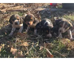 Beagle puppies for sale - 4