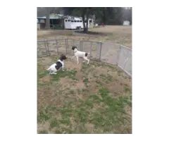 AKC German shorthaired pointer puppies for sale - 3
