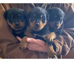 Rottweiler puppies 5 males and 3 females - 2