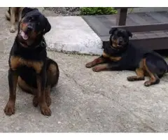 Rottweiler puppies 5 males and 3 females - 3