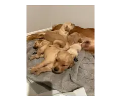 Golden Retriever puppies - 2