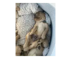 Golden Retriever puppies - 5
