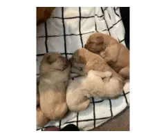Golden Retriever puppies - 7
