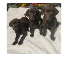 Purebred chocolate lab puppies for adoption