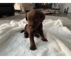 Purebred chocolate lab puppies for adoption - 2