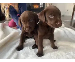 Purebred chocolate lab puppies for adoption - 3
