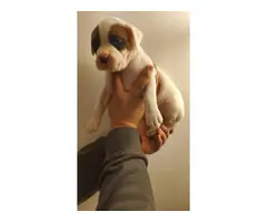 4 Boxer puppies for sale - 8