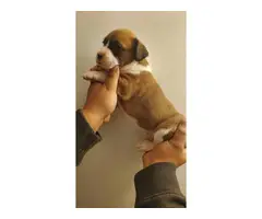 4 Boxer puppies for sale - 9