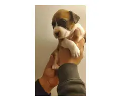 4 Boxer puppies for sale - 10
