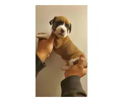 4 Boxer puppies for sale - 11