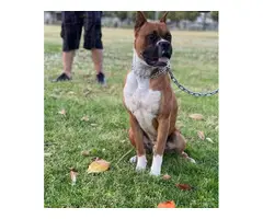 4 Boxer puppies for sale - 12