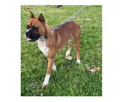 4 Boxer puppies for sale - 13