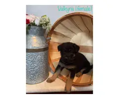 AKC black and red German Shepherd puppies for sale - 3