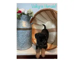 AKC black and red German Shepherd puppies for sale - 4