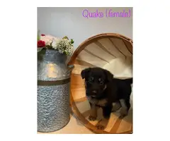 AKC black and red German Shepherd puppies for sale - 5