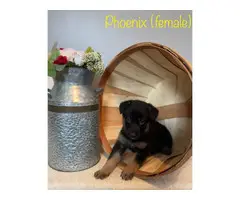 AKC black and red German Shepherd puppies for sale - 6