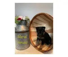 AKC black and red German Shepherd puppies for sale - 8