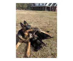 AKC black and red German Shepherd puppies for sale - 10