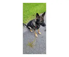 AKC black and red German Shepherd puppies for sale - 12