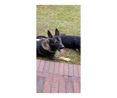 AKC black and red German Shepherd puppies for sale - 13