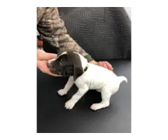 9 German Shorthaired Pointer puppies for sale
