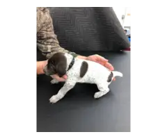 9 German Shorthaired Pointer puppies for sale - 2