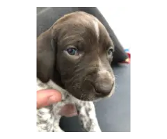9 German Shorthaired Pointer puppies for sale - 6