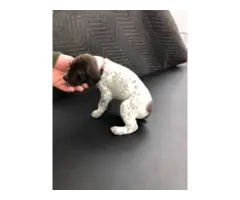 9 German Shorthaired Pointer puppies for sale - 8