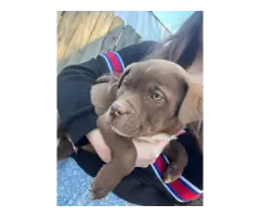 5 Labrabull puppies needing a new home - 4