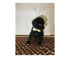 3 AKC Standard Poodle Puppies for Sale - 5