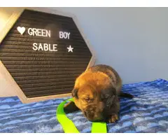 5 beautiful Sable & Bi-Color German Shepherd puppies - 2