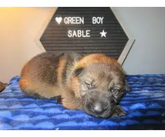 5 beautiful Sable & Bi-Color German Shepherd puppies - 3