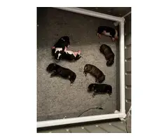 5 male and 2 female bull terrier puppies