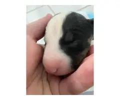 5 male and 2 female bull terrier puppies - 6