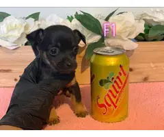 4 Chiweenie puppies for sale - 2