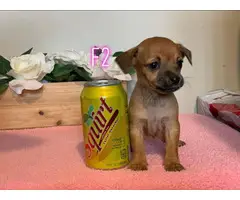 4 Chiweenie puppies for sale - 4