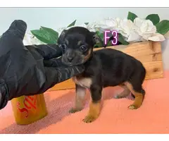 4 Chiweenie puppies for sale - 5