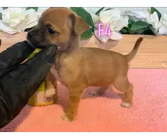 4 Chiweenie puppies for sale - 7